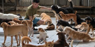 SEORANG pekerja memberi makan anjing liar yang diselamatkan dari restoran menjual hidangan daging haiwan itu di Jakarta.-AFP