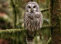 Pelan itu melibatkan pemburuan terancang di California, Oregon dan Washington untuk membunuh spesies Barred Owl. - AGENSI