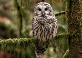 Pelan itu melibatkan pemburuan terancang di California, Oregon dan Washington untuk membunuh spesies Barred Owl. - AGENSI