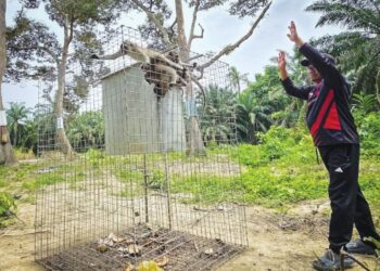 PENDUDUK menunjukkan kera yang masuk perangkap yang dipasang dalam dusun durian di  Kampung Batu Hitam di Pasir Salak baru-baru ini. – MINGGUANAIN SAFRE BIDIN