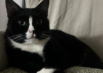 SETIAP kucing yang dipungut di pinggir jalan kini menjadi si manja yang comel dan aktif.