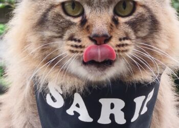 SARIP Dol suka menjelir lidah apabila bergambar.