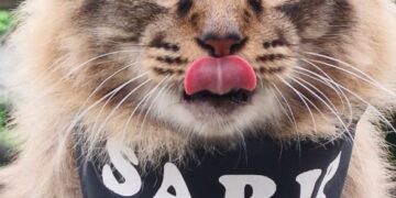 SARIP Dol suka menjelir lidah apabila bergambar.