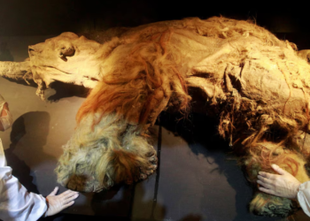 SAINTIS Sweden berjaya mengekstrak RNA daripada spesimen gajah purba yang dikenali sebagai Yuka. 
– AGENSI