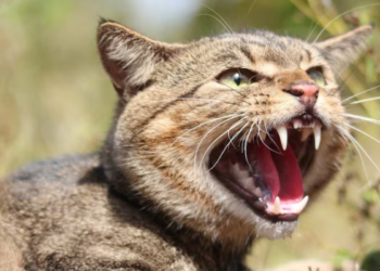 KUCING liar dianggap sebagai ancaman kepada hidupan liar asli di New Zealand. – AGENSI