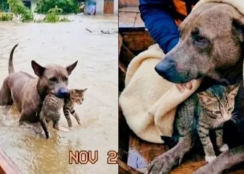 IMEJ kucing dan anjing dalam banjir di Songkhla adalah AI. – AGENSI