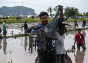 PESERTA menangkap ikan menggunakan serkap dalam pertandingan yang dianjurkan di Kampung Tengah, Mukim Padang Hang di Anak Bukit, Alor Setar. -  UTUSAN/ SHAHIR NOORDIN