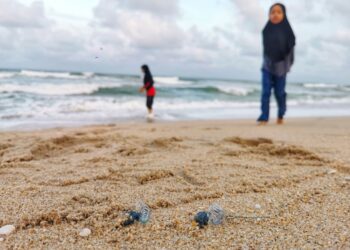 KUALA TERENGGANU 20 FEBRUARI 2025 - BANGKAI ubur-ubur api yang ditemukan di Pantai Batu Buruk di Kuala Terengganu, semalam. - UTUSAN/KAMALIZA KAMARUDDIN