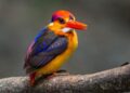 SPESIES burung Black Backed Kingfisher antara yang berjaya dirakamkan gambar dan menjadi rekod penemuan spesies terbaharu di Wang Kelian bersempena The Northernmost International Bird Race Wang Kelian 2025 di Wang Kelian, Perlis.-UTUSAN/SHAIFUL AZHAR ABU BAKAR