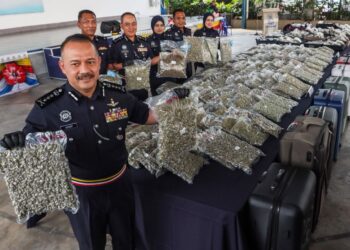 AZIZEE Ismail (depan) menunjukkan sebahagian daripada bunga ganja yang dirampas dalam siri serbuan di Bukit Mertajam bermula Selasa lalu ketika sidang akhbar di Ibu Pejabat Polis Kontinjen (IPK) Pulau Pinang, hari ini.-UTUSAN/DANIAL SAAD