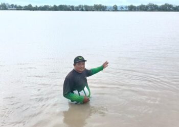 SEORANG pesawah, Zamzuri Ishak menunjukkan bendang yang tenggelam sehingga paras pinggang dan sekitar kawasan sawah yang umpama lautan di Kampung Belat Batu, Arau, Perlis semalam.-UTUSAN