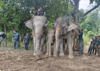 DUA ekor gajah denak digunakan untuk menarik gajah liar yang ditangkap di Bersia Lama, Gerik hari ini.