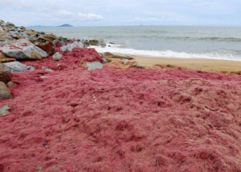 Orang ramai diminta supaya tidak menyentuh rumpai laut berwarna merah.