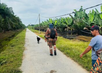 ANGGOTA bomba menjalankan operasi mencari wanita yang dilaporkan hilang sejak empat hari lalu di Hutan Melintang, Bagan Datuk hari ini.