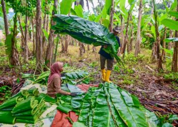 AZWANI Sulong (kiri) bersama bapanya melakukan rutin harian mengambil daun pisang untuk dijual kepada pelanggan di Kampung Tok Rimau Kuala Terengganu. – UTUSAN/PUQTRA HAIRRY
