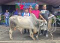 SAMUEL Al-Amin menerima hadiah seekor lembu jantan disampaikan Ahli Dewan Undangan Negeri (ADUN) Duyong, Datuk Mohd. Noor Helmy Abdul Halem di Stadium Tun Fatimah, Bukit Serindit, Melaka. - UTUSAN/AMRAN ALI