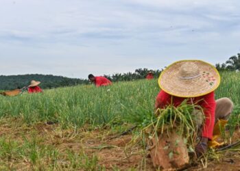 PERTUBUHAN peladang perlu fokus pada ahli akar umbi melalui unit koperasi berasaskan aktiviti ekonomi tempatan.