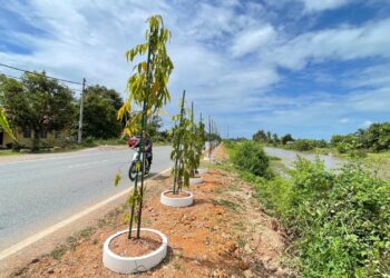 Sebanyak 180 pohon buluh dan pokok asoka yang ditanam pada jarak 330 meter di Jalan Sungai Korok, Jitra Kubang Pasu, Kedah.