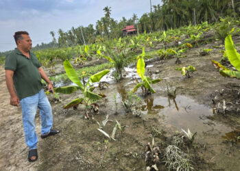 KAMARUL Bahrin Mahayuddin menunjukkan keadaan tanaman pokok pisang ditakung air banjir termenung lebih seminggu di Sungai Tiang Baroh, Bagan Datuk. – UTUSAN/AIN SAFRE BIDIN