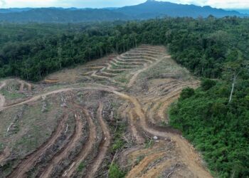 GAMBAR dirakam NGO Auriga Nusantara menunjukkan kawasan penebangan hutan di Kalimantan Timur, Indonesia.- AFP
