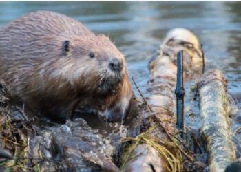 BEAVER pupus di England sejak abad ke-16 akibat pemburuan besar-besaran. – AGENSI