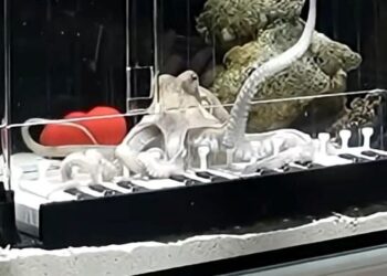 MATTIAS Krantz mengambil masa enam bulan mengajar Takoyaki bermain piano.- AGENSI