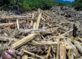 PENDUDUK kampung berdiri di atas longgokan kayu balak yang dihanyutkan oleh banjir kilat di Garoga, wilayah Sumatera Utara, Indonesia.- AFP