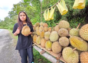 ROHADINIWATIE menunjukkan durian bukit yang dijual di gerai tepi
Jalan Simpang Pulai ke Cameron Highlands. – UTUSAN/AIN SAFRE BIDIN