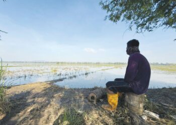 Fauzi Abd. Rahman  termenung melihat kawasan sawah yang terjejas teruk selepas tenggelam sehingga paras dada akibat banjir di Kampung Sri Gelam, Long Boh, Tambun Tulang, Arau, Perlis semalam. – UTUSAN/MOHD. HAFIZ ABD. MUTALIB