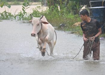 MUHAMMAD Firdaus Haji Fazli, 23, membawa lembu peliharaannya ke tempat lebih tinggi di kampung Seri Damai, Kuantan. - FOTO/SHAIKH AHMAD RAZIF