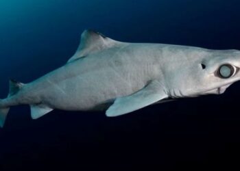 JERUNG gulper ditemui di seluruh dunia dan hidup di perairan sedalam sekurang-kurangnya 200 meter. – AGENSI