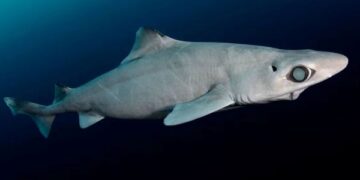 JERUNG gulper ditemui di seluruh dunia dan hidup di perairan sedalam sekurang-kurangnya 200 meter. – AGENSI