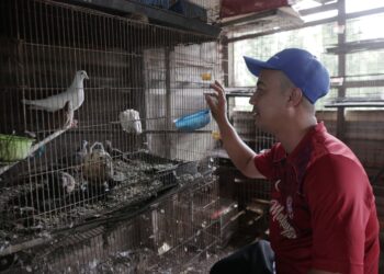 MOHD. Hirwan Che Rajiuon memeriksa keadaan burung merpati yang dijualnya di Kampung Tersang, Rantau Panjang, Kelantan. – UTUSAN/KAMARUL BISMI KAMARUZAMAN