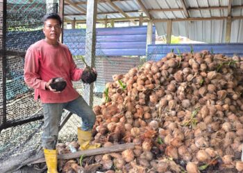 NORMAN Maizuki menunjukkan kelapa yang dibeli daripada penduduk yang sebahagiannya sudah bercambah akibat terendam dalam banjir ketika tinjauan di Rungkup, Bagan Datuk, Perak semalam. – UTUSAN/AIN SAFRE BIDIN.