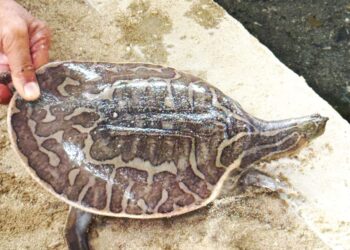 SPESIES resing semakin diancam kepupusan di Sungai Tembeling di Ulu Tembeling, Jerantut, Pahang.