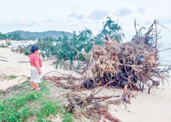 SEORANG kanak-kanak melihat keadaan pokok rhu tumbang ekoran hakisan di Pantai Cherating Lama di Kuantan, Pahang.