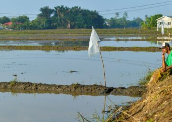 SEORANG pesawah, Nordzuan Osman, 61, termenung melihat kemusnahan sawahnya yang ditenggelami banjir sejak lebih seminggu lalu di Kampung Banat, Arau, Perlis, semalam. - UTUSAN/IZLIZAN OTHMAN