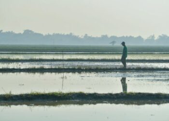 PERUBAHAN corak iklim dan monsun tidak menentu sehingga menyebabkan hujan ekstrem mengusarkan pesawah yang berdepan masalah padi tenggelam. – UTUSAN/IZLIZAN OTHMAN