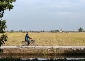 PENGGUNAAN teknologi moden di Sekinchan termasuk perangkap serangga berkuasa solar, aplikasi pengecaman perosak, serta mesin penaburan dan semaian dari Taiwan mengubah cara pesawah memantau dan mengurus sawah.