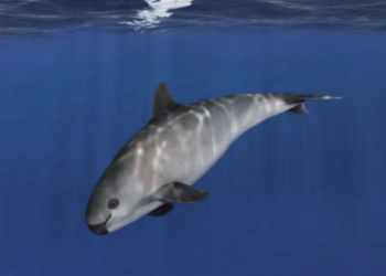VAQUITA porpoise diiktiraf sebagai mamalia laut paling terancam di dunia dengan jumlahnya kurang 10 ekor ketika ini. - AGENSI
