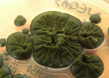 KULAT hitam dikenali sebagai Cladosporium sphaerospermum tumbuh pada dinding reaktor terbiar di Chernobyl. – AGENSI