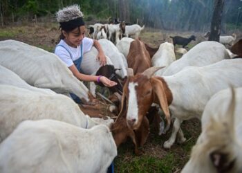 KAEDAH menggunakan kambing sebagai peragut semula jadi wajar diterapkan di Malaysia kerana berkesan, mesra alam dan mampu mengurangkan kebergantungan kepada racun kimia dalam pengurusan rumpai.