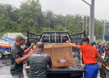 ANAK harimau dadah ditangkap  selepas 'menceroboh' reban itik serati milik seorang penduduk di Kampung Sungai Mas, Bechah Salak, Kuala Krai, Kelantan.
