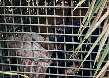 HARIMAU kumbang betina masuk perangkap yang dipasang Jabatan Perhilitan di Felda Lasah, Sungai Siput semalam.