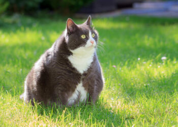 RAWATAN itu menggunakan ubat baharu dikenali OKV-119 yang direka khusus untuk haiwan peliharaan seperti kucing. - AGENSI