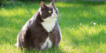 RAWATAN itu menggunakan ubat baharu dikenali OKV-119 yang direka khusus untuk haiwan peliharaan seperti kucing. - AGENSI