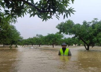 BANJIR menjejaskan seluas 78.03 hektar kawasan tanaman harumanis membabitkan 59 pengusaha di Perlis.