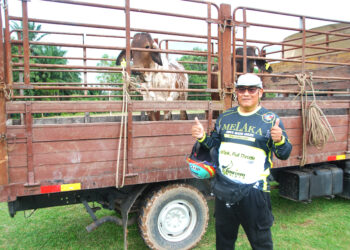BADRUL Hisham Abdul Molok bersama lembu yang dimenangi menerusi cabutan bertuah MBW2025 di Stadium Unimel, Kuala Sungai Baru, Melaka. - UTUSAN/AMRAN MULUP