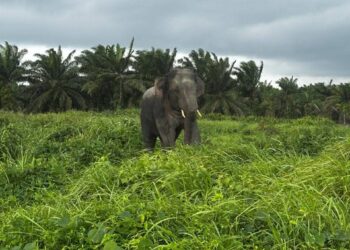 GAJAH liar yang menceroboh kawasan ladang ditangkap di Ladang Pasir Logok, Ulu Sedili, Kota Tinggi.