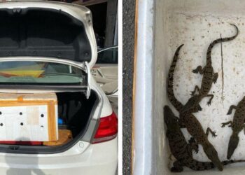 EMPAT ekor anak buaya tembaga yang dirampas daripada seorang individu dalam satu serbuan di Johor Bahru, Johor, kelmarin.